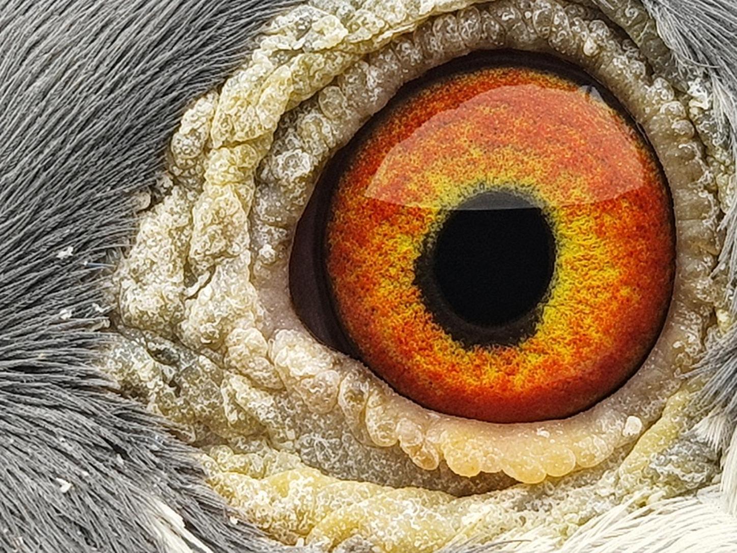 Pigeon eye